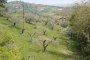 Terrenos agrícolas em Spinetoli (AP) - QUOTA 2/3 - LOTE 7 1