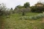 Terrenos agrícolas em Spinetoli (AP) - QUOTA 2/3 - LOTE 7 6
