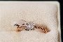 Prstan iz 18-karatnega rožnatega zlata - Diamanti 0,05 ct 1