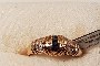 Zlato prstan 18 karatov - diamanti - safiri 1