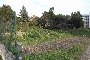Terrains agricoles à Putignano (BA) - LOT 17 3