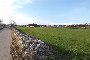 Terrains agricoles à Putignano (BA) - LOT 18- PART 50% 3